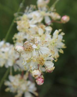 Fotografia 16 da espécie Filipendula vulgaris no Jardim Botânico UTAD