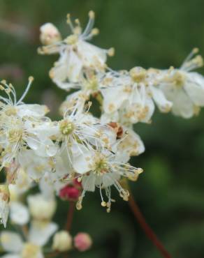 Fotografia 17 da espécie Filipendula vulgaris no Jardim Botânico UTAD