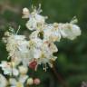 Fotografia 17 da espécie Filipendula vulgaris do Jardim Botânico UTAD