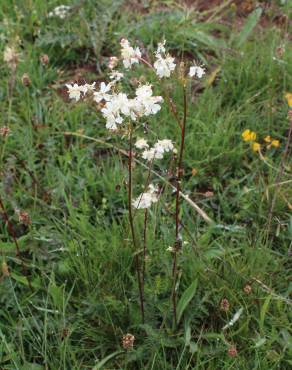 Fotografia 18 da espécie Filipendula vulgaris no Jardim Botânico UTAD