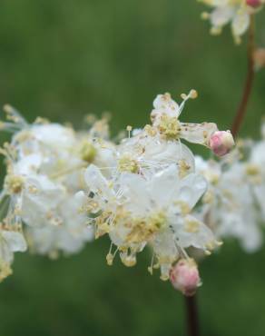 Fotografia 19 da espécie Filipendula vulgaris no Jardim Botânico UTAD