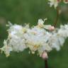 Fotografia 19 da espécie Filipendula vulgaris do Jardim Botânico UTAD