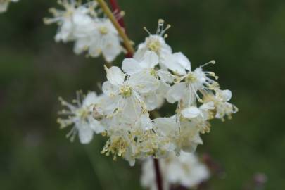 Fotografia da espécie Filipendula vulgaris