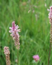 Fotografia da espécie Plantago media