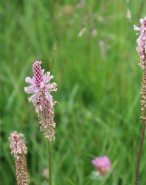 Fotografia 1 da espécie Plantago media no Jardim Botânico UTAD