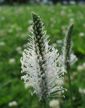 Fotografia 10 da espécie Plantago media no Jardim Botânico UTAD