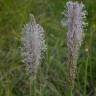 Fotografia 15 da espécie Plantago media do Jardim Botânico UTAD