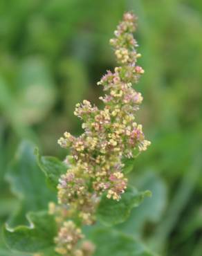 Fotografia 13 da espécie Chenopodium bonus-henricus no Jardim Botânico UTAD