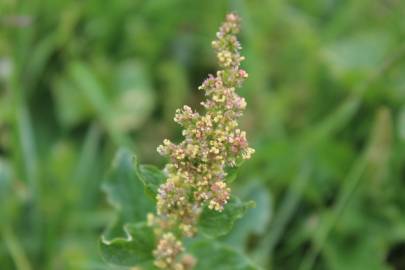 Fotografia da espécie Chenopodium bonus-henricus