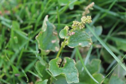 Fotografia da espécie Chenopodium bonus-henricus