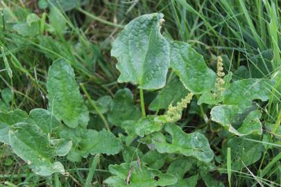 Fotografia da espécie Chenopodium bonus-henricus