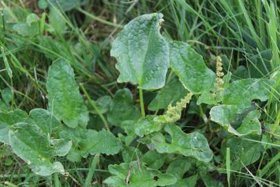 Fotografia da espécie Chenopodium bonus-henricus