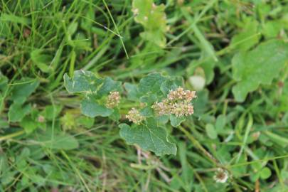 Fotografia da espécie Chenopodium bonus-henricus