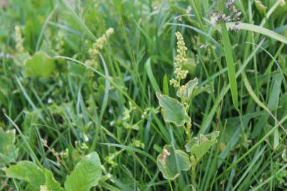 Fotografia da espécie Chenopodium bonus-henricus