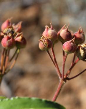 Fotografia 30 da espécie Cistus laurifolius no Jardim Botânico UTAD