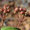 Fotografia 30 da espécie Cistus laurifolius do Jardim Botânico UTAD