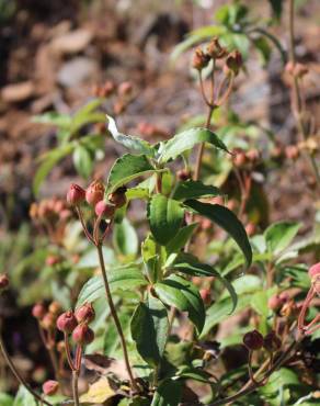 Fotografia 31 da espécie Cistus laurifolius no Jardim Botânico UTAD