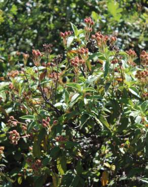 Fotografia 32 da espécie Cistus laurifolius no Jardim Botânico UTAD