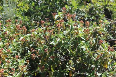 Fotografia da espécie Cistus laurifolius