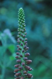 Fotografia da espécie Digitalis parviflora