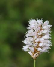 Fotografia da espécie Bistorta officinalis