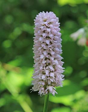 Fotografia 3 da espécie Bistorta officinalis subesp. officinalis no Jardim Botânico UTAD