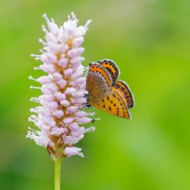 Fotografia da espécie Bistorta officinalis subesp. officinalis