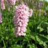 Fotografia 5 da espécie Bistorta officinalis subesp. officinalis do Jardim Botânico UTAD