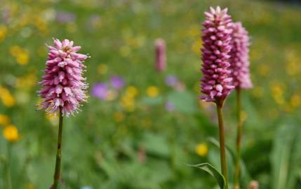 Fotografia da espécie Bistorta officinalis subesp. officinalis