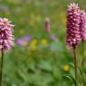 Fotografia 7 da espécie Bistorta officinalis subesp. officinalis do Jardim Botânico UTAD