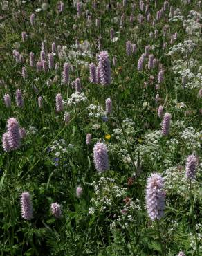 Fotografia 8 da espécie Bistorta officinalis subesp. officinalis no Jardim Botânico UTAD