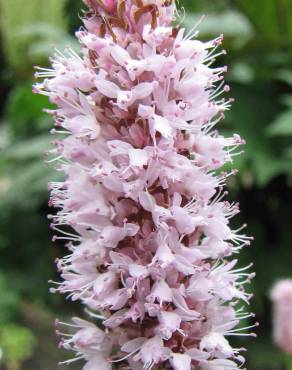 Fotografia 11 da espécie Bistorta officinalis subesp. officinalis no Jardim Botânico UTAD