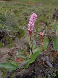 Fotografia da espécie Bistorta officinalis subesp. officinalis