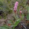 Fotografia 12 da espécie Bistorta officinalis subesp. officinalis do Jardim Botânico UTAD