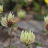 Fotografia 5 da espécie Trifolium ochroleucon do Jardim Botânico UTAD