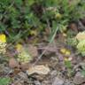 Fotografia 7 da espécie Trifolium ochroleucon do Jardim Botânico UTAD