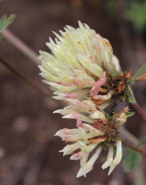 Fotografia 8 da espécie Trifolium ochroleucon no Jardim Botânico UTAD