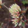 Fotografia 8 da espécie Trifolium ochroleucon do Jardim Botânico UTAD