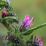 Fotografia 17 da espécie Echium vulgare subesp. vulgare do Jardim Botânico UTAD