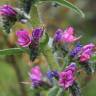 Fotografia 18 da espécie Echium vulgare subesp. vulgare do Jardim Botânico UTAD