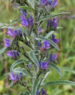 Fotografia 19 da espécie Echium vulgare subesp. vulgare no Jardim Botânico UTAD