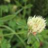 Fotografia 9 da espécie Trifolium ochroleucon do Jardim Botânico UTAD