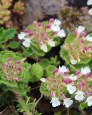 Fotografia da espécie Teucrium pyrenaicum