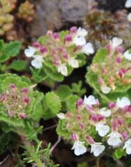 Teucrium pyrenaicum