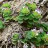 Fotografia 5 da espécie Teucrium pyrenaicum do Jardim Botânico UTAD