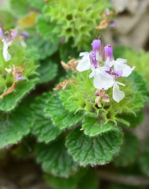 Fotografia 6 da espécie Teucrium pyrenaicum no Jardim Botânico UTAD