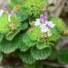 Fotografia 6 da espécie Teucrium pyrenaicum do Jardim Botânico UTAD