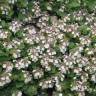 Fotografia 9 da espécie Teucrium pyrenaicum do Jardim Botânico UTAD