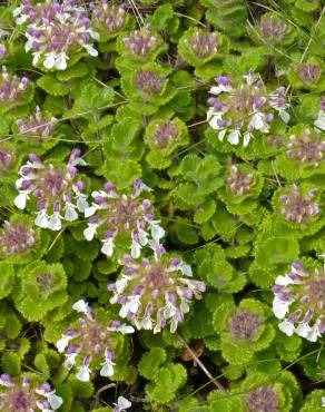 Fotografia 11 da espécie Teucrium pyrenaicum no Jardim Botânico UTAD