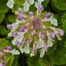 Fotografia 12 da espécie Teucrium pyrenaicum do Jardim Botânico UTAD